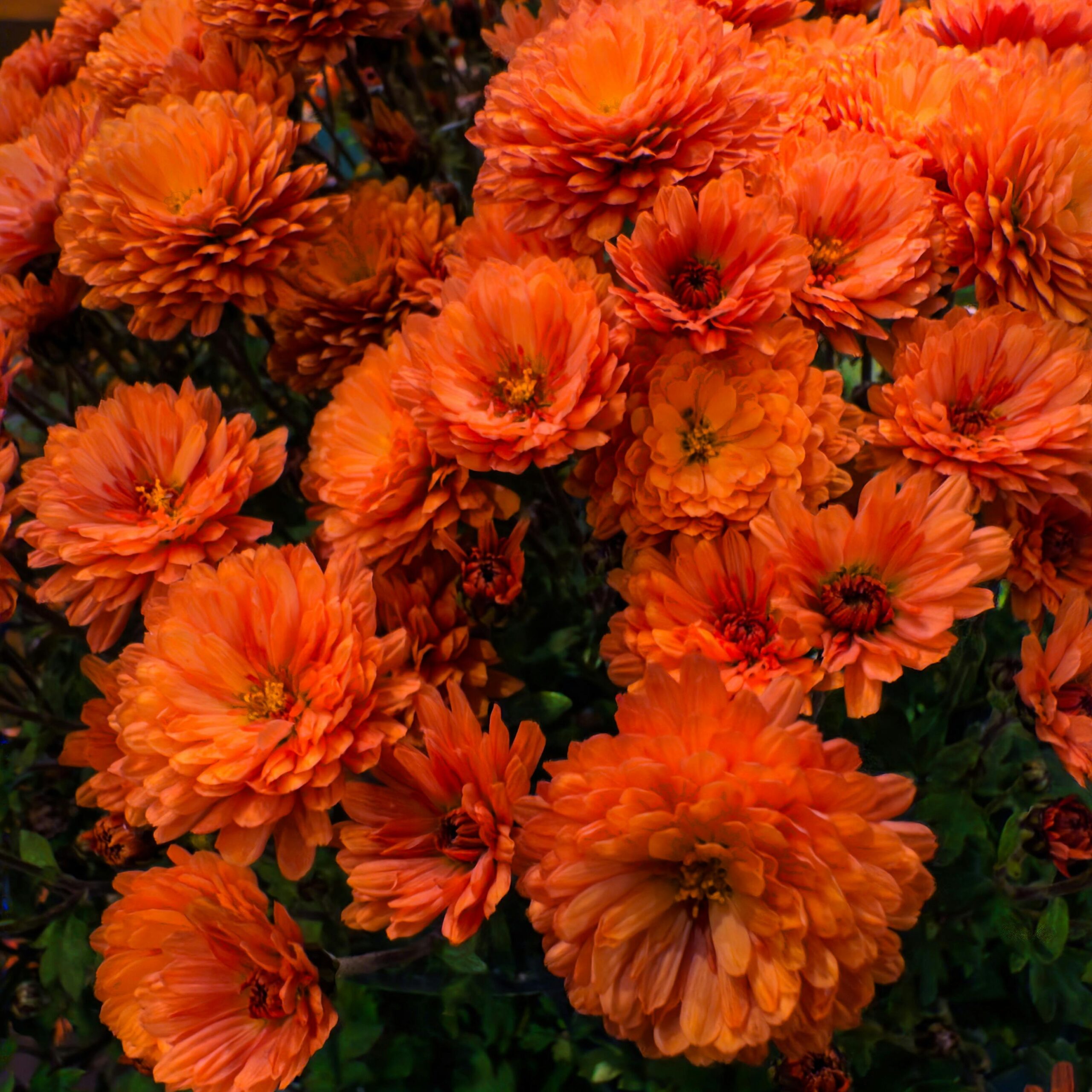 pexels-aurel-mark-293441490-34716874